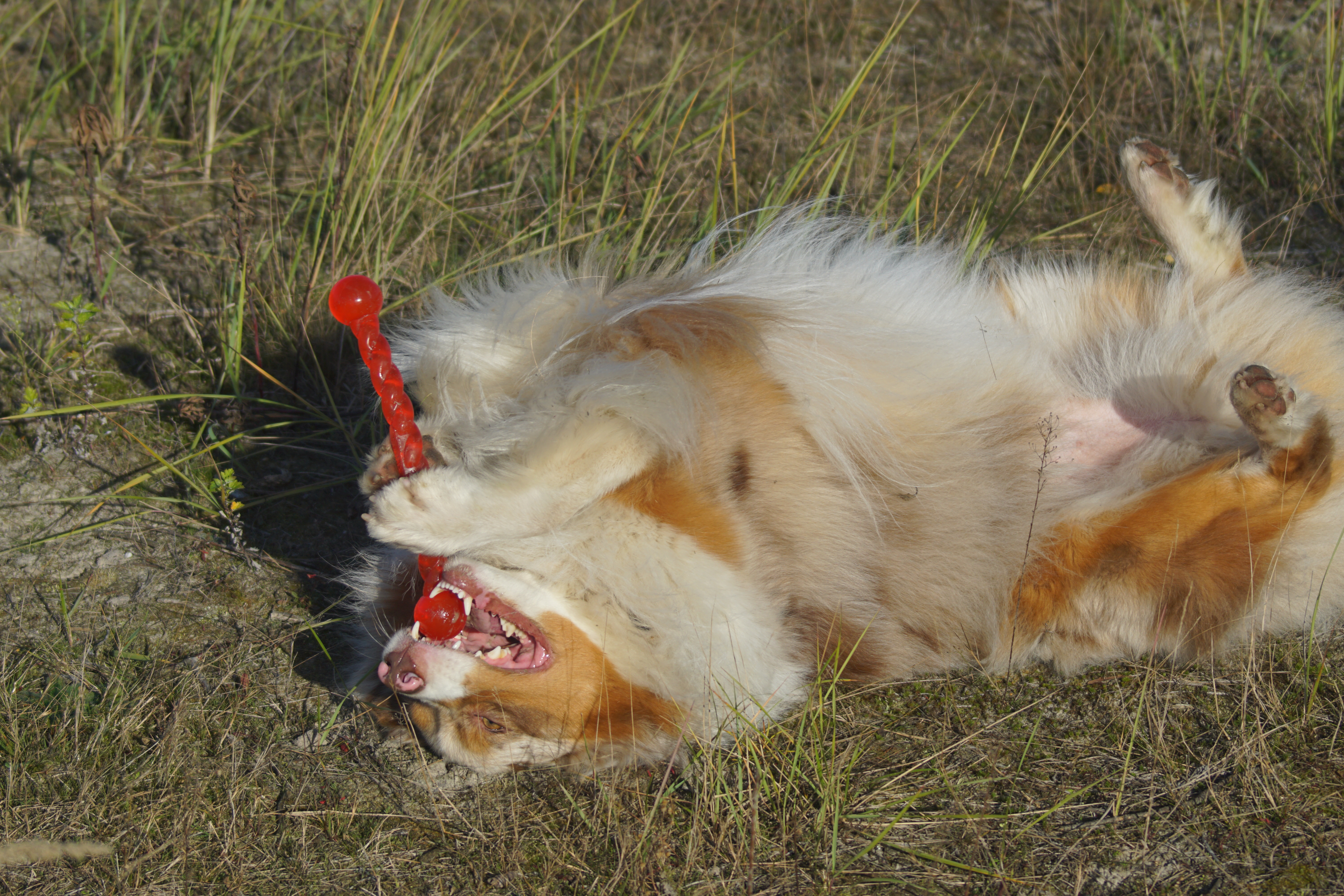 Heerlijk krawlen in de hiede of het gras